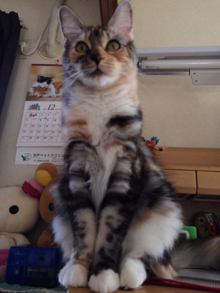 ごま