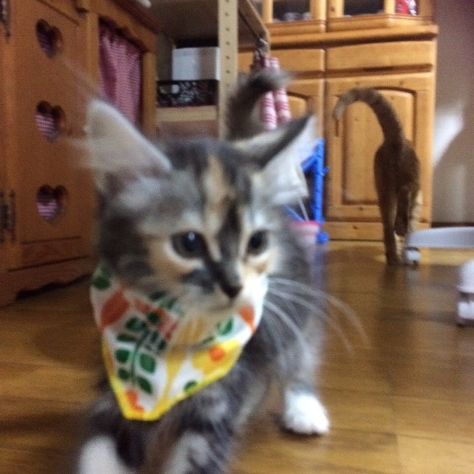 ごまのカバー写真