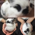 子ウサギ里親募集
