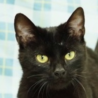 遊ぶの大好き★黒猫ちゃん