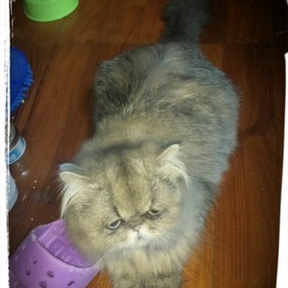 チンチラゴールデン！