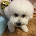 ビションブリーゼ 男の子