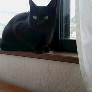 黒猫兄弟での募集です。弟