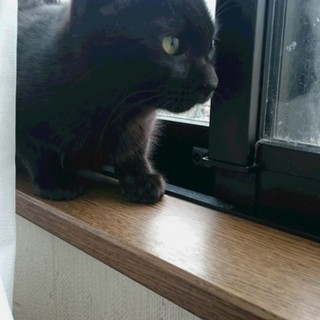 黒猫兄弟醍と翔を家族にしてください。