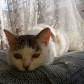 子猫の里親募集