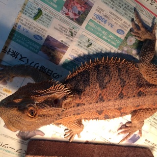 フトアゴヒゲトカゲ♂