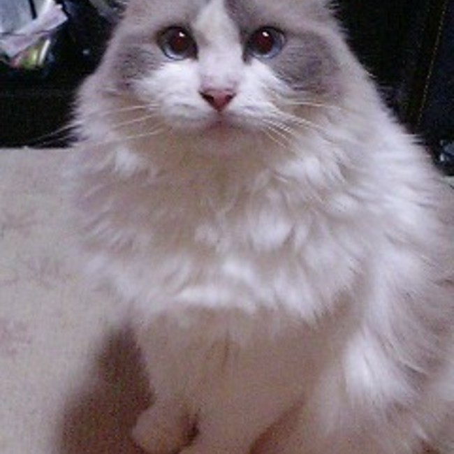 anettaのカバー写真