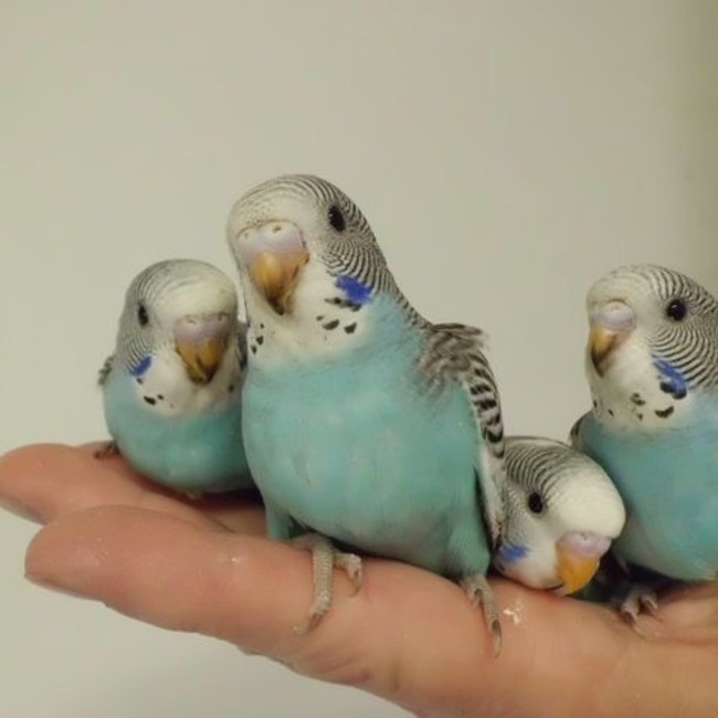 ヴェルデのカバー写真