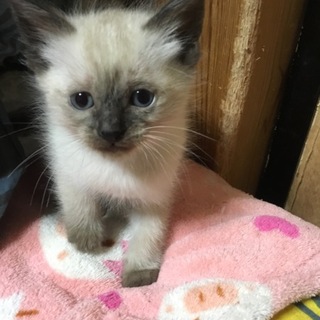 かわいい3匹の子猫