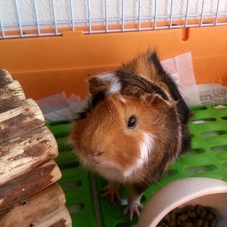 かわいい二匹のモルちゃん親子☆里親募集