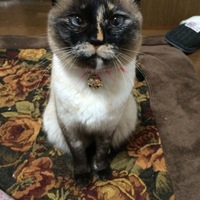 じゃいこ