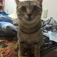 しまちゃん