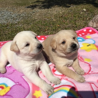 雑種子犬メスオス生後1ヶ月(高知県の方のみ)