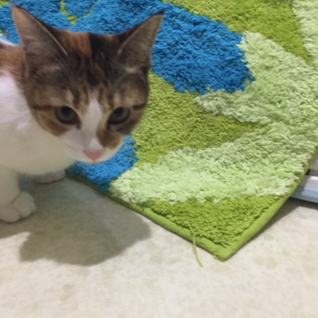 ゆき112のカバー写真