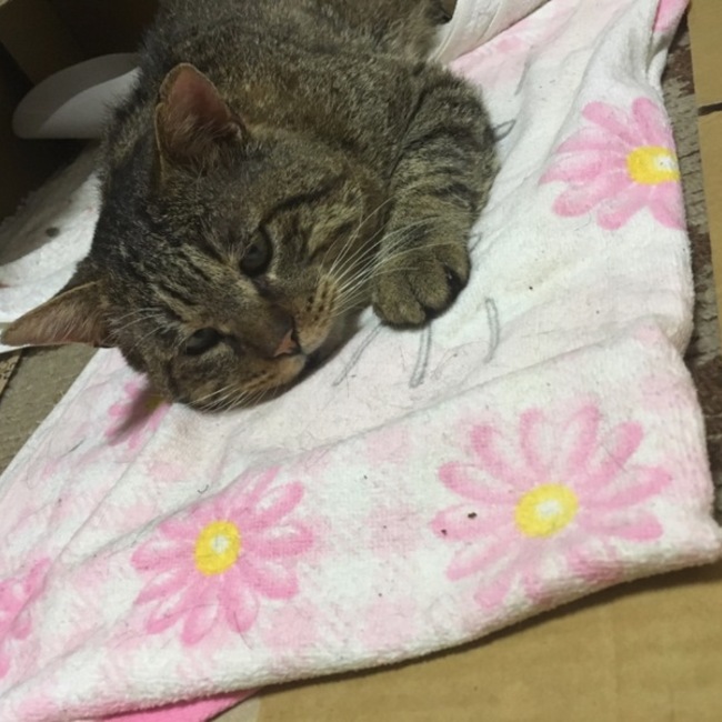 野呂明日香のカバー写真