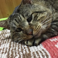 ちゃぺ