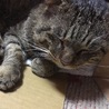 お気に入りのダンボールの中でうたた寝してました笑