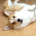 可愛いコーギーです！