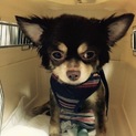 チワワのジンジャーくん