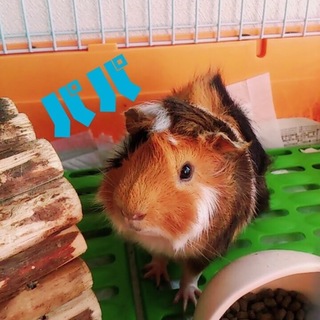 かわいい２匹のモルちゃん親子☆里親募集