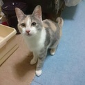 甘えん坊の三毛猫ちゃん里親募集中‼︎