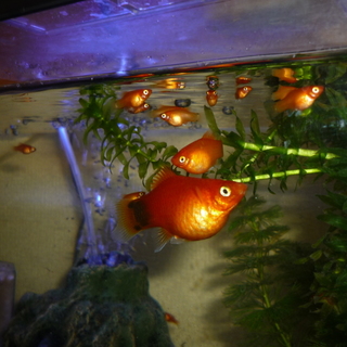 プラティの仔が沢山産まれました！