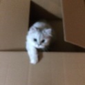 ペルシャ チンチラ 猫ちゃん