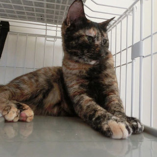 味わい深い女の子☆夢ちゃん