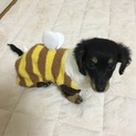 里親ではなく、短期・長期希望です。