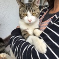 猫ちゃんの里親さん募集