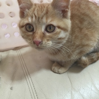 生後3ヶ月茶トラの女の子