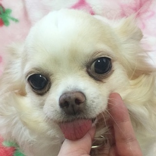 へそ天チワワのせいちゃん♀