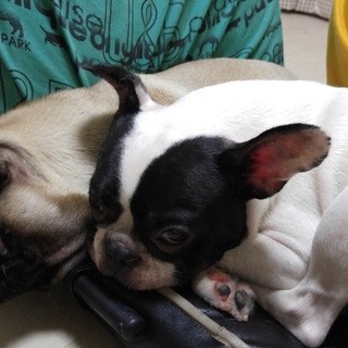 フレンチブルドック(訳あり)