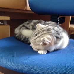 「ぴかちゃんが寝てるから…」サムネイル1