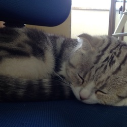 「ぴかちゃんが寝てるから…」サムネイル2