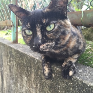 優しくて人懐こいサビ猫を家族に迎えて下さい。