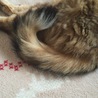 このシッポが好き