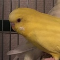 セキセイインコルチノー♂