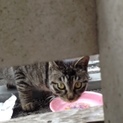 雉猫さんお嫁に行きました。