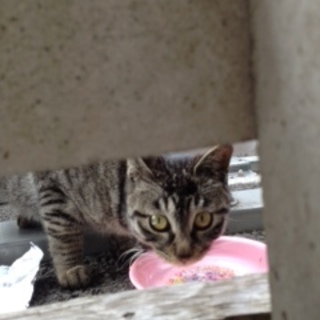 雉猫さんお嫁に行きました。