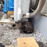 雉猫さんお嫁に行きました。 サムネイル2