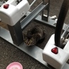 雉猫さんお嫁に行きました。 サムネイル3