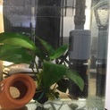 アベニーパファー、水槽 フィルター一式