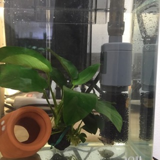 アベニーパファー、水槽 フィルター一式