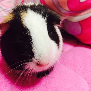 まだ１歳になってないモルモットくんです