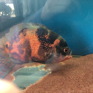 タイガーオスカー2匹