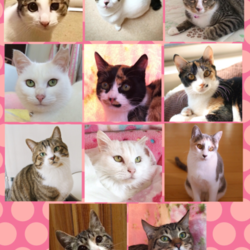 【宇都宮市】JAグリーンインターパークにて出張里親会開催！ サムネイル2