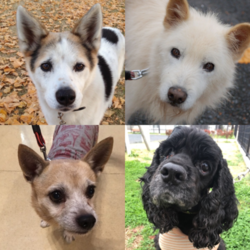 【宇都宮市】JAグリーンインターパークにて出張里親会開催！ サムネイル3