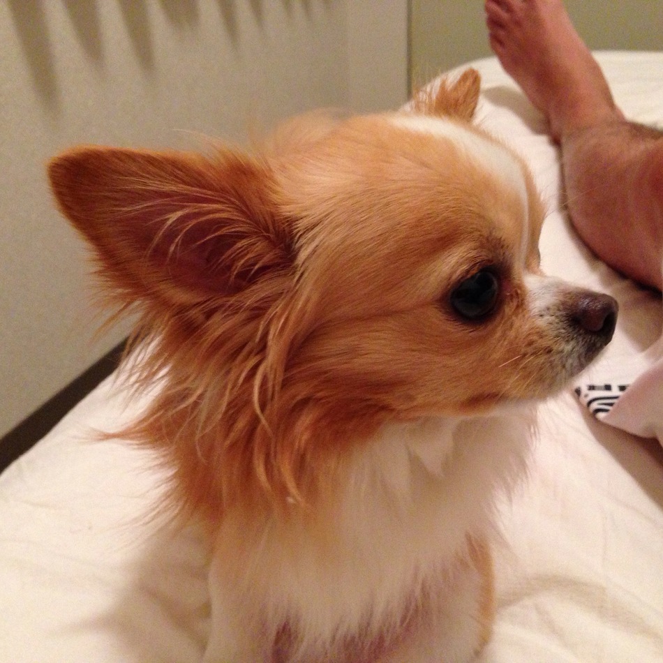 茶々丸 チワワ ペットのおうち 月間利用者150万人