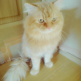 ふわふわで人懐っこい猫ちゃん♪